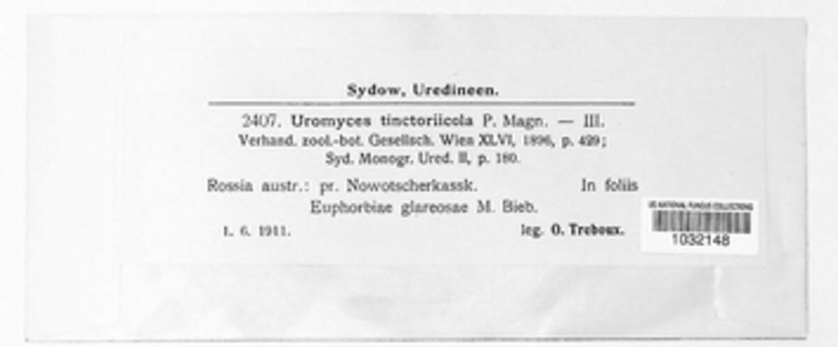 Uromyces tinctoriicola image